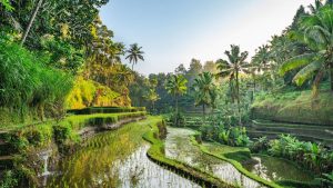 Memilih Bus saat ke Bali